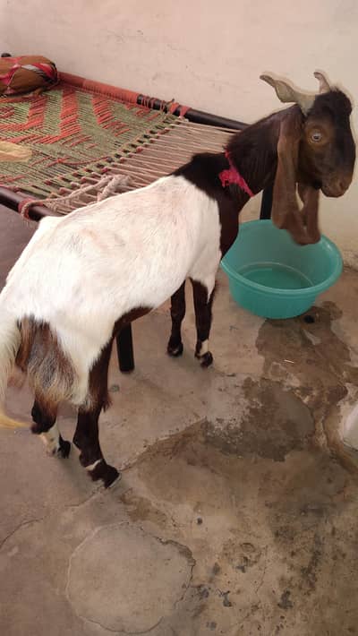 qurbani ke liye
