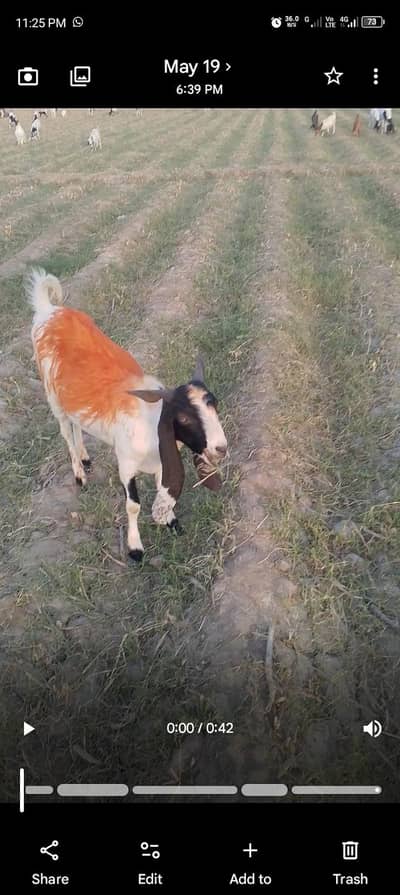 Heavy Besar bettal Bakra for qurbane 45kg