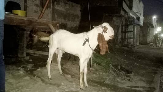 bakra