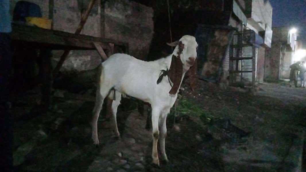 bakra 1