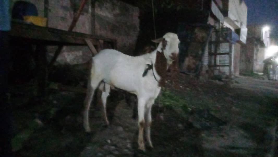 bakra 2