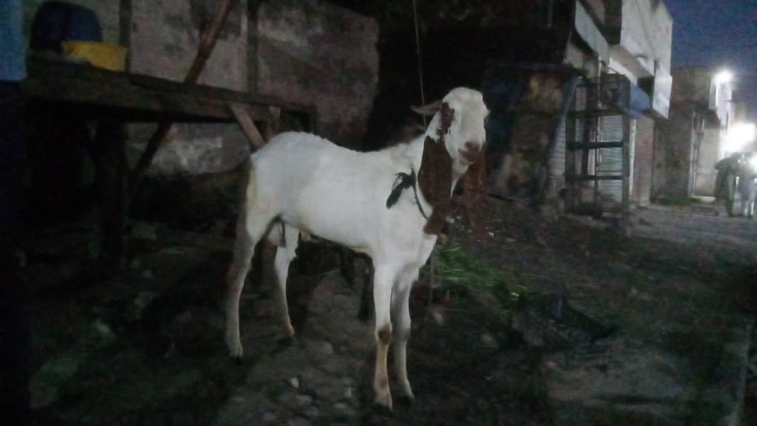 bakra 3