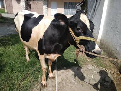 2x Cows for Sale (Jersey Frisien Cross)