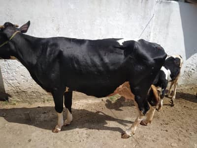 Cows for Sale (Jersey Frisien Cross)