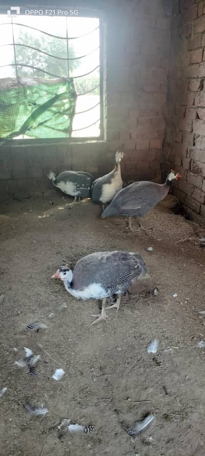 Chakor chicks or egg available hai