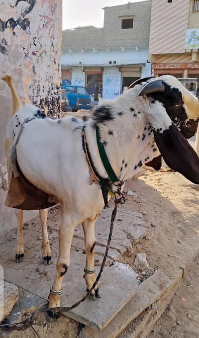 bakra qurbani . . 0. . 314. . 10. . 26. . 316. . .