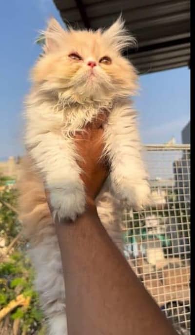 Mano Billi Persion Cat