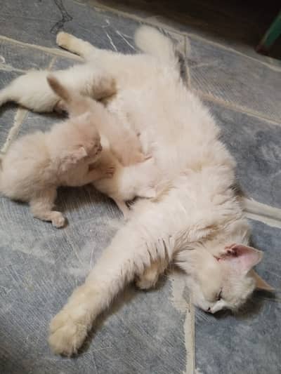 Persian Kittens baby
