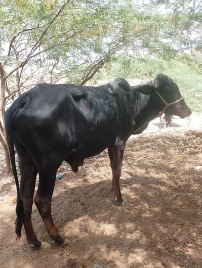bail Eid kelya for sale