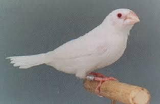red eyes bengalese