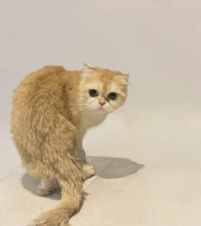 Scottish Fold