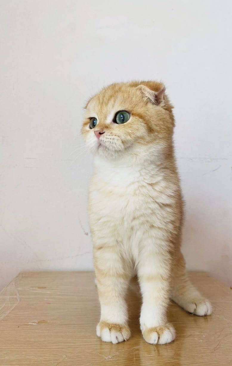 Scottish Fold 1