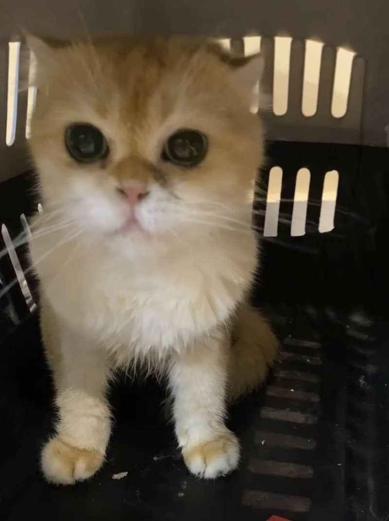 Scottish Fold 2