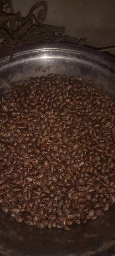 high quality castor seeds(arandi ke beej)for sale