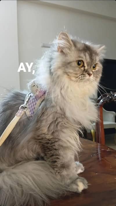 persian cat for sale
