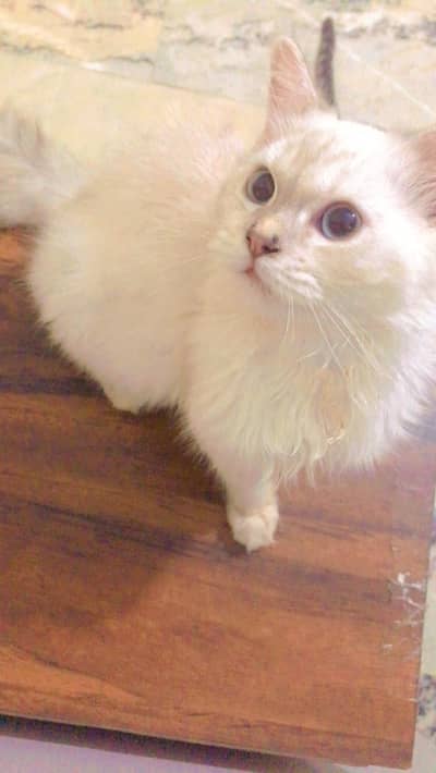 1 Persian male 1 semi Persian female