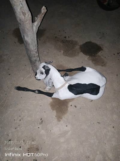 bakra