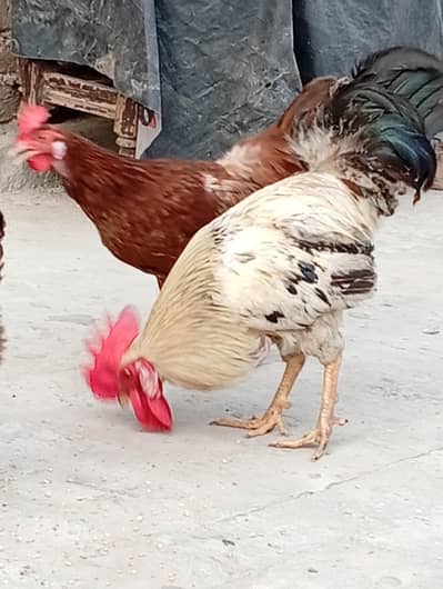 Desi Murga or Murgi for sale