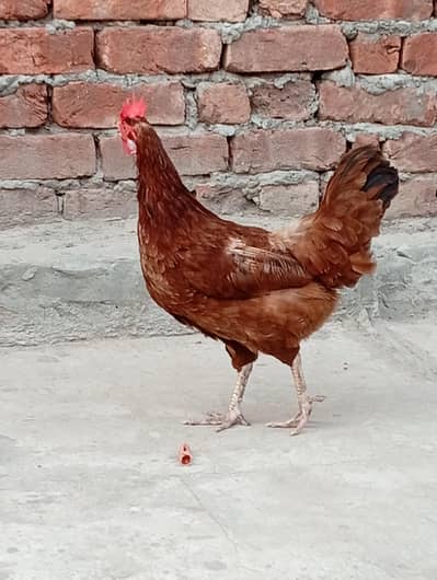 Desi Murgi for sale