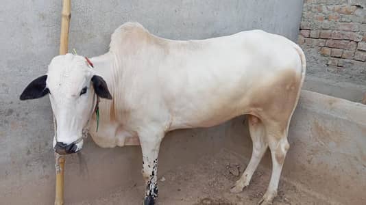 3 Fateh Jangi Bull For Sale - 4-5 MAN
