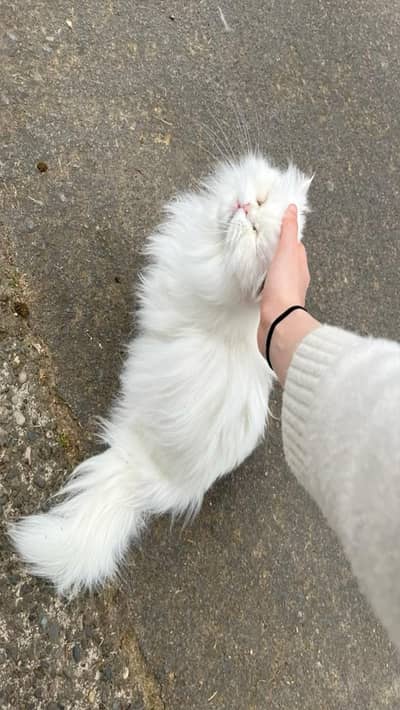 Persian cat