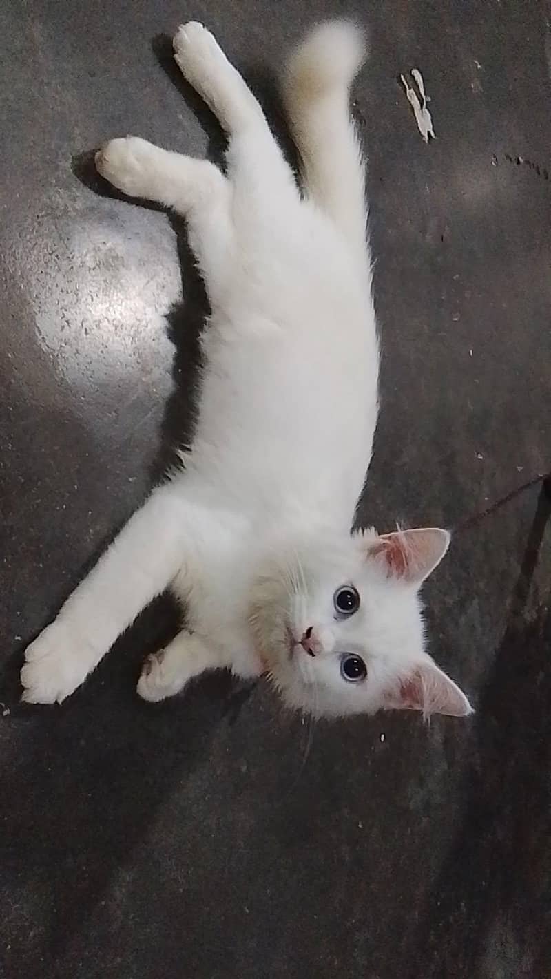 entertainment and attractive cat 0