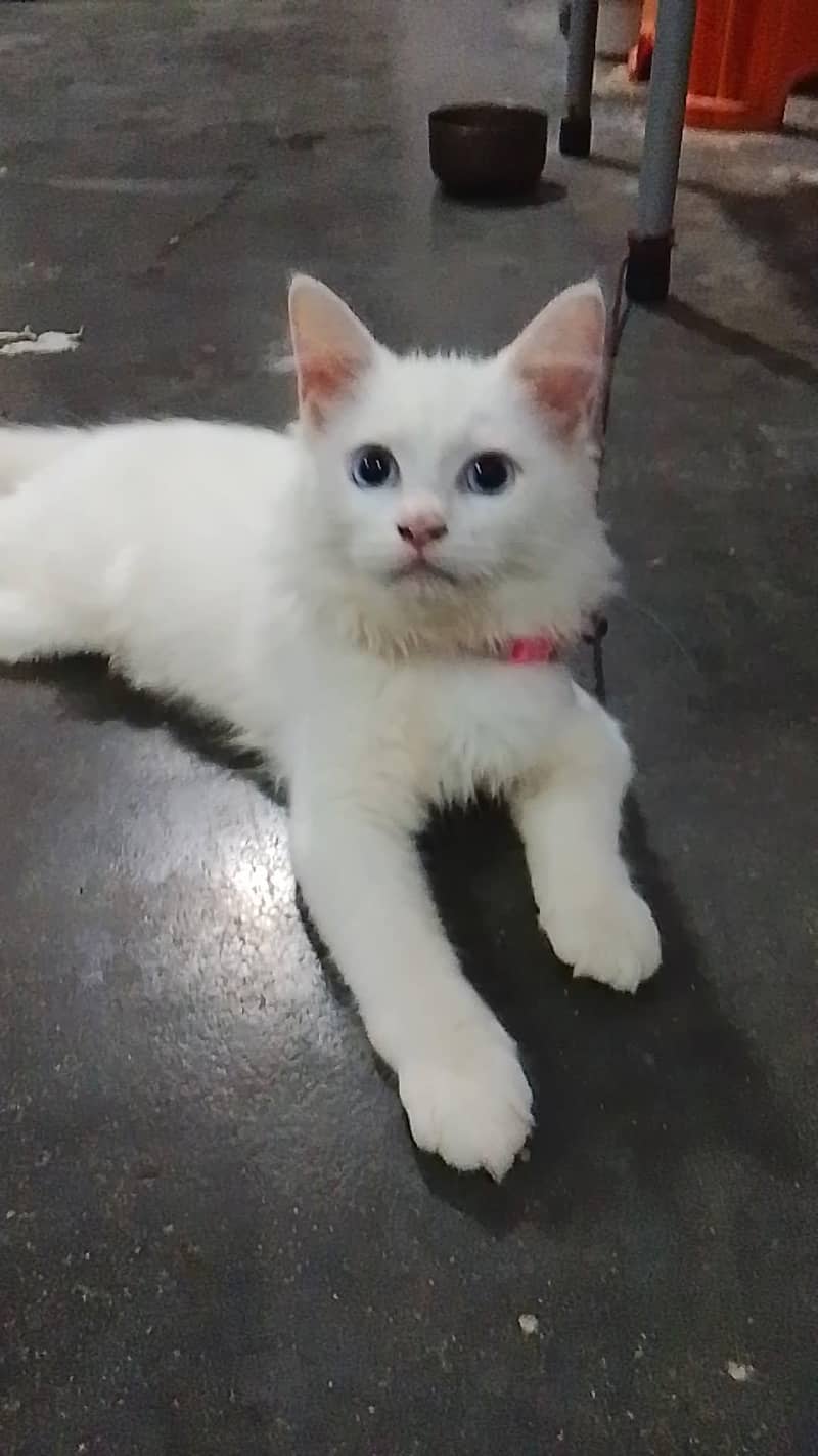 entertainment and attractive cat 1