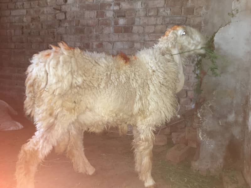 Chatra pair 5