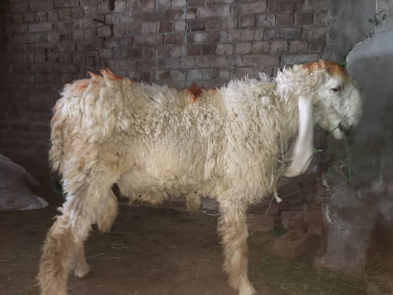 Chatra pair 9