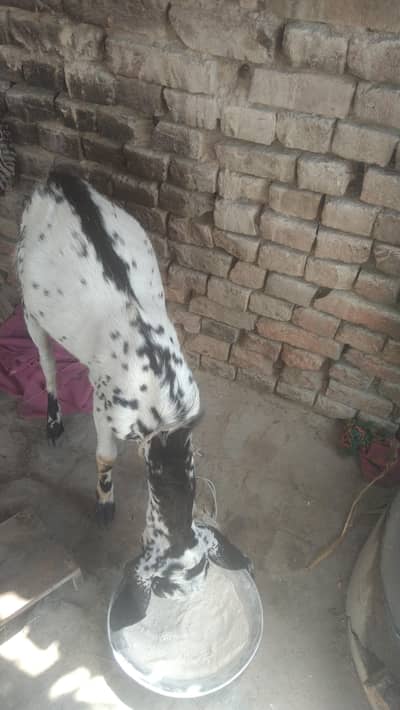 bakra doonda h bagheeer sangoo ke