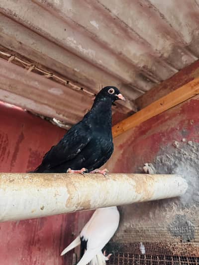 Pigeons for Sell