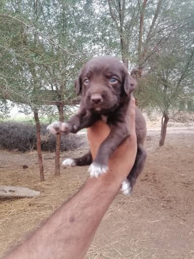 pointer male pup
