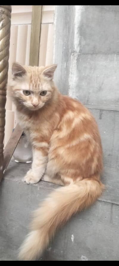 parshion cat