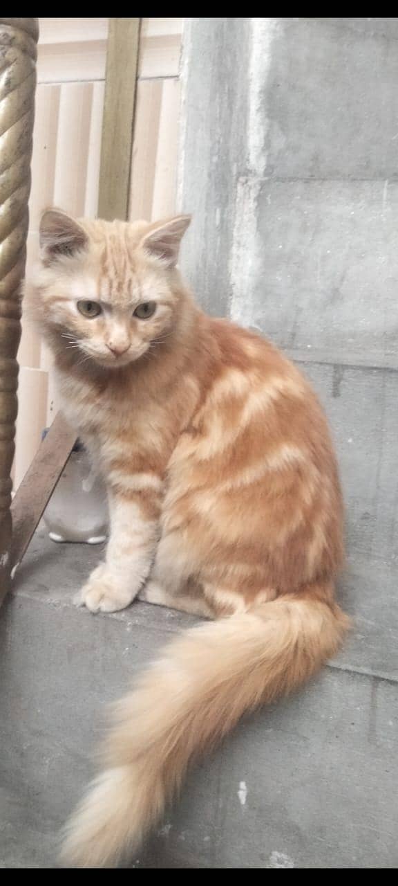 parshion cat 0
