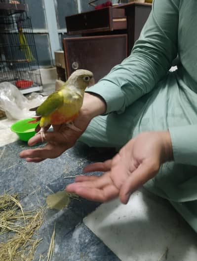 pineapple conure