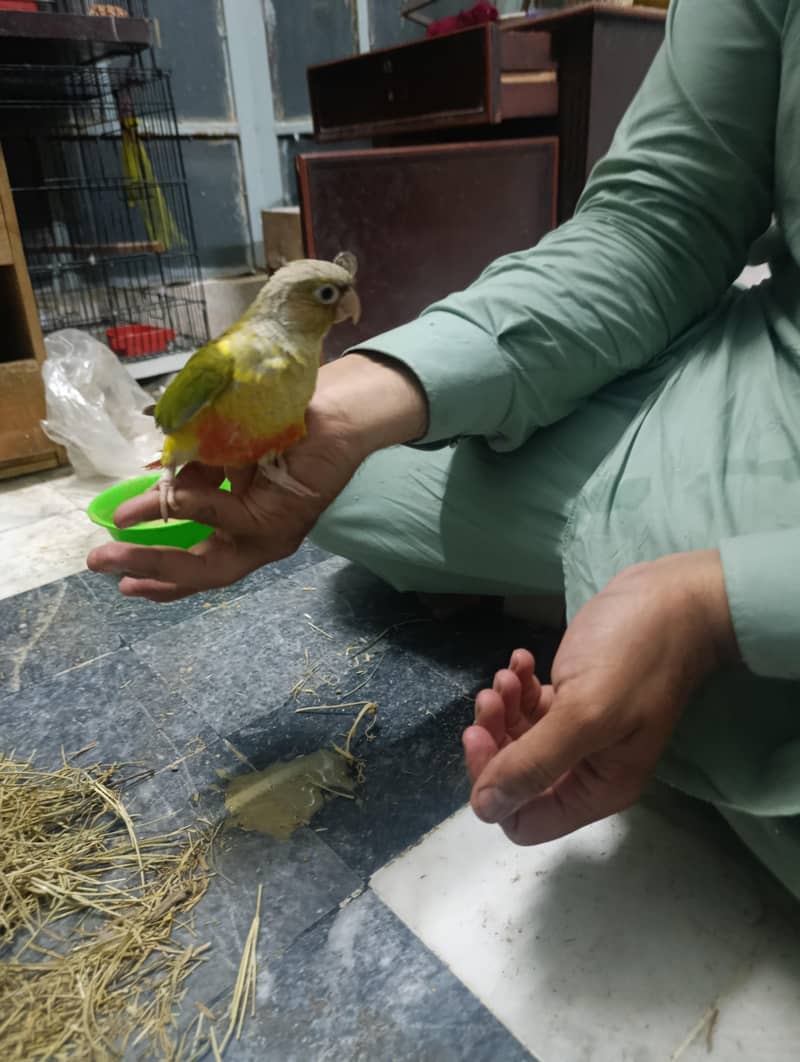 pineapple conure 1