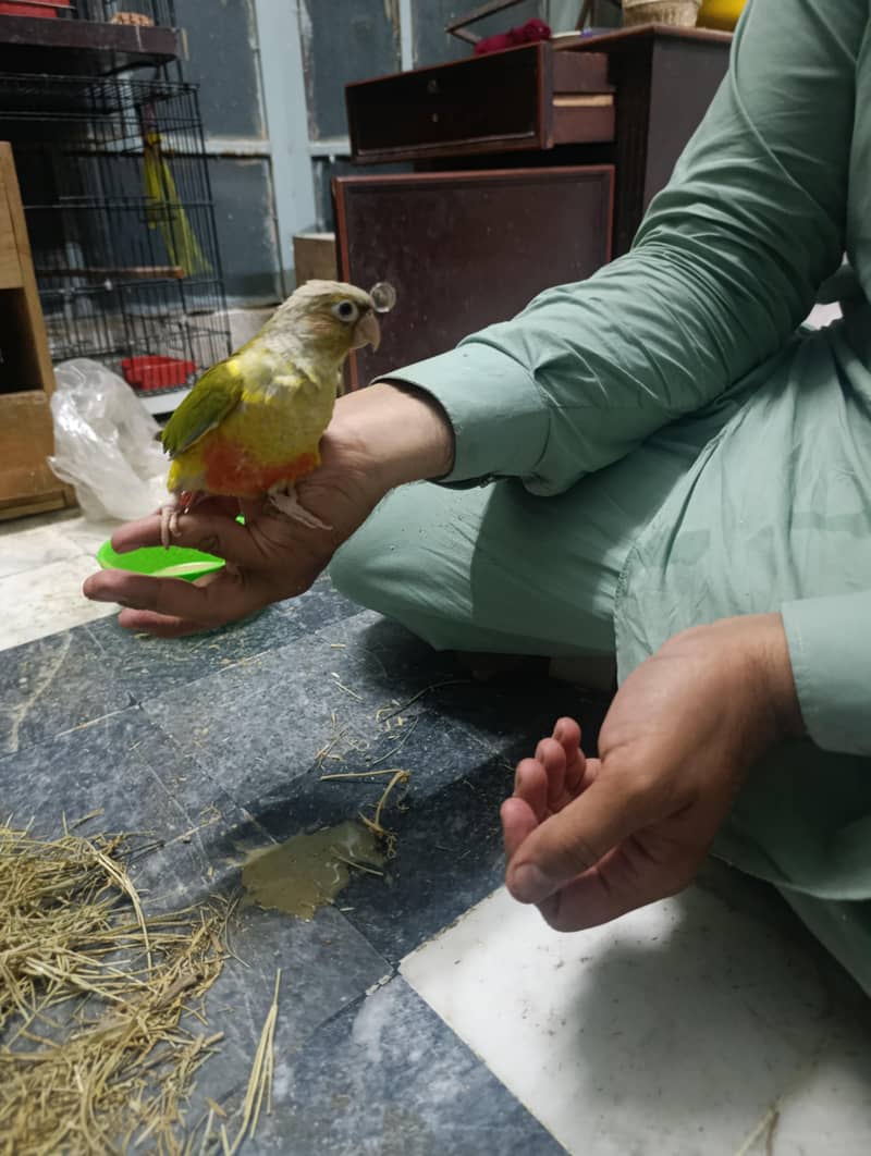 pineapple conure 2