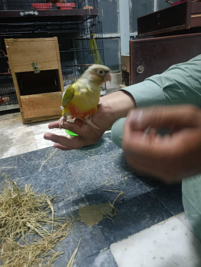 pineapple conure 3