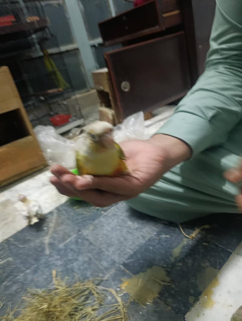 pineapple conure 4