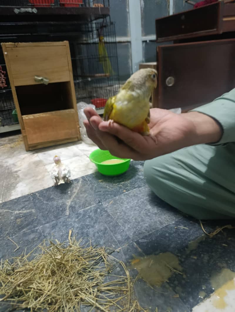 pineapple conure 5