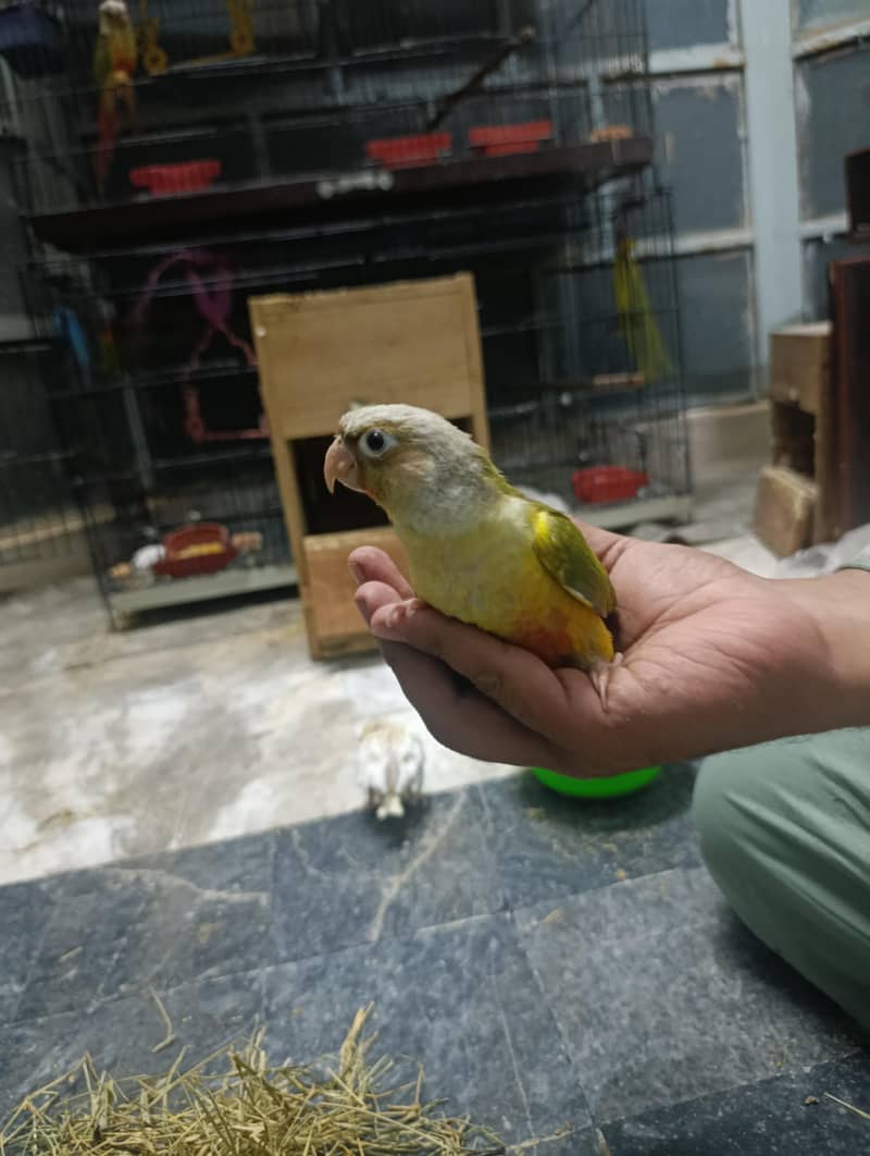 pineapple conure 6