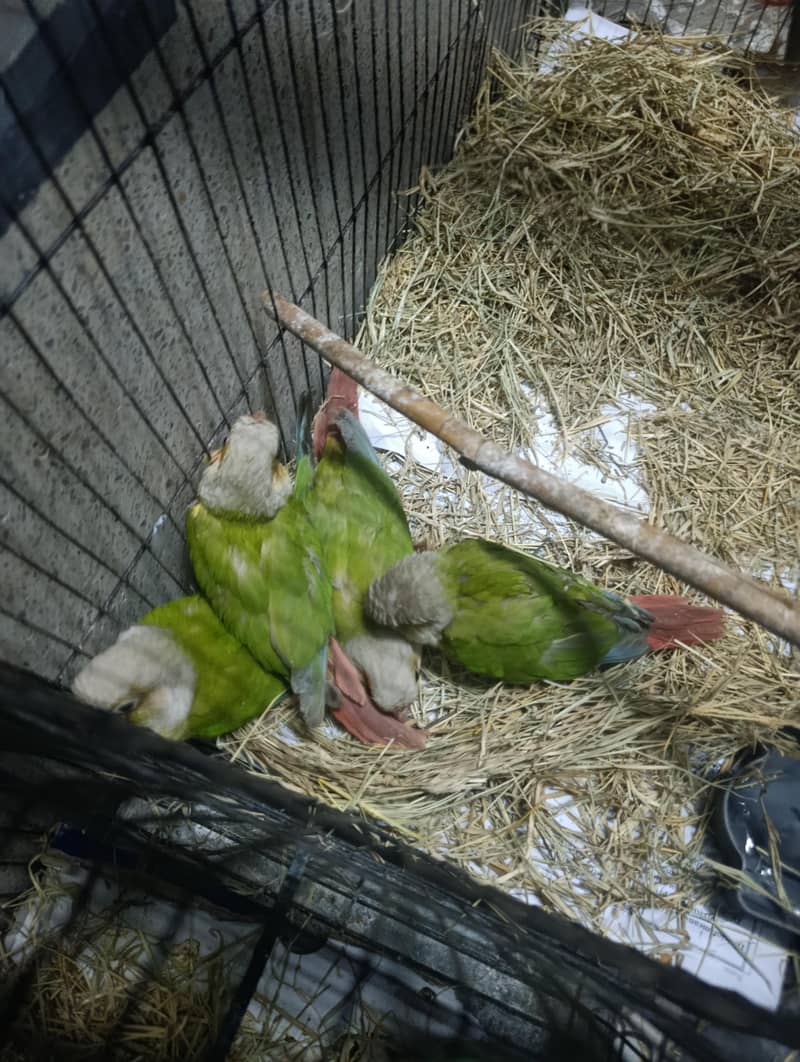 pineapple conure 7