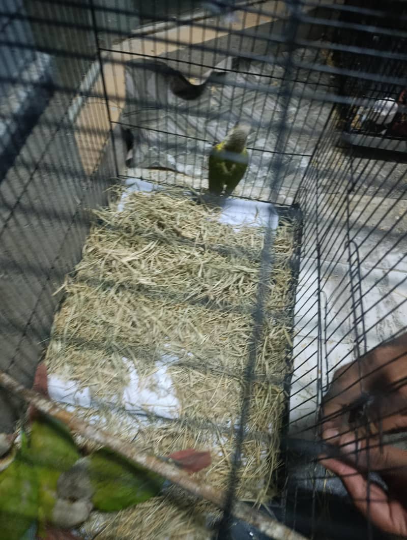 pineapple conure 8