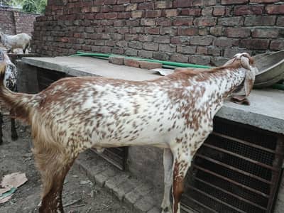 Bakra For sale