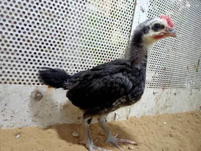 Australorp 1 month old