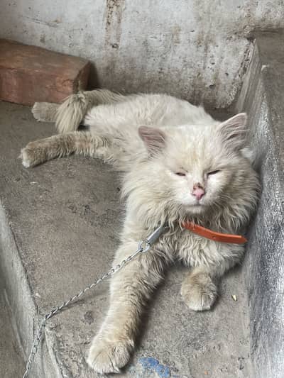 Cat mala water urgent sale