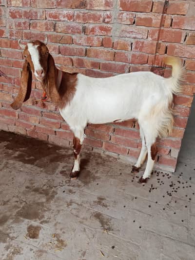 BAKRI