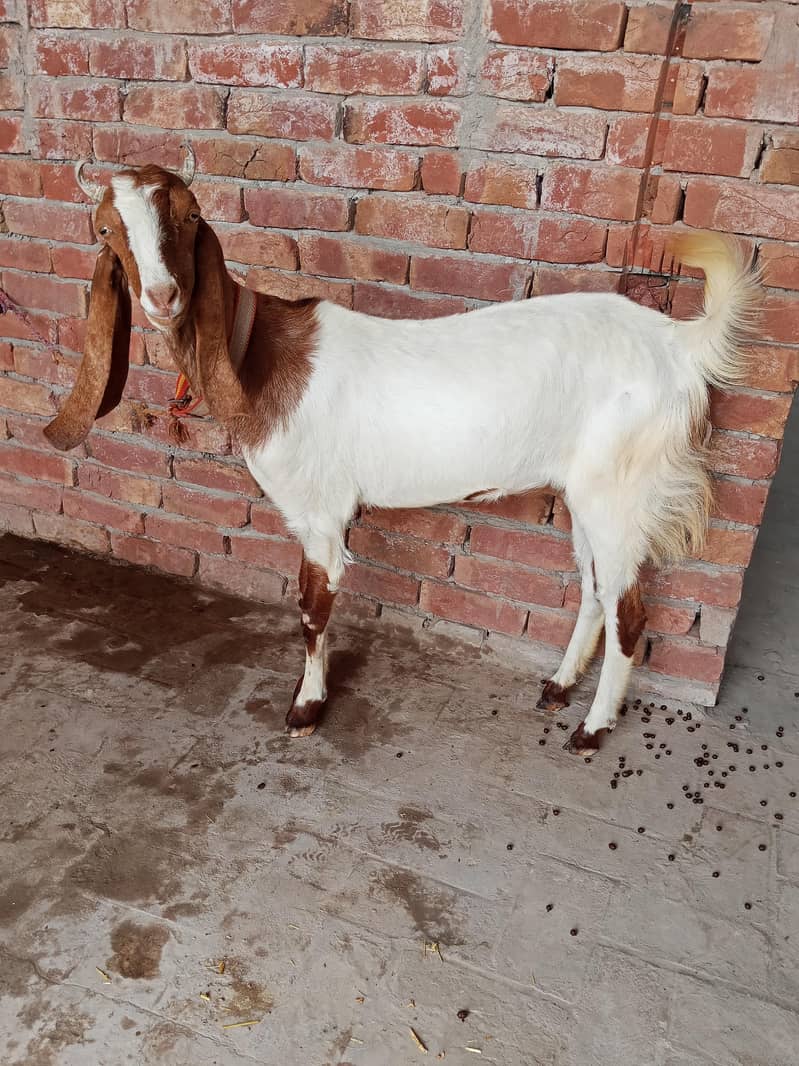BAKRI 0