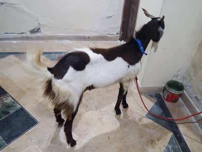 Ando bakra Ghar ka Pala hoa urgent sale