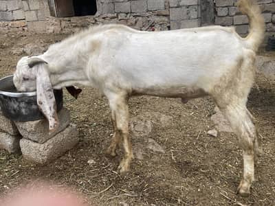 Qurbani k Bakry